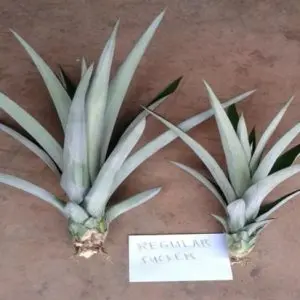 MD2 Pineapple Aerial Sucker Seeds for Planting