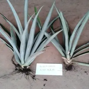 MD2 Pineapple Ground Sucker Seeds for Planting