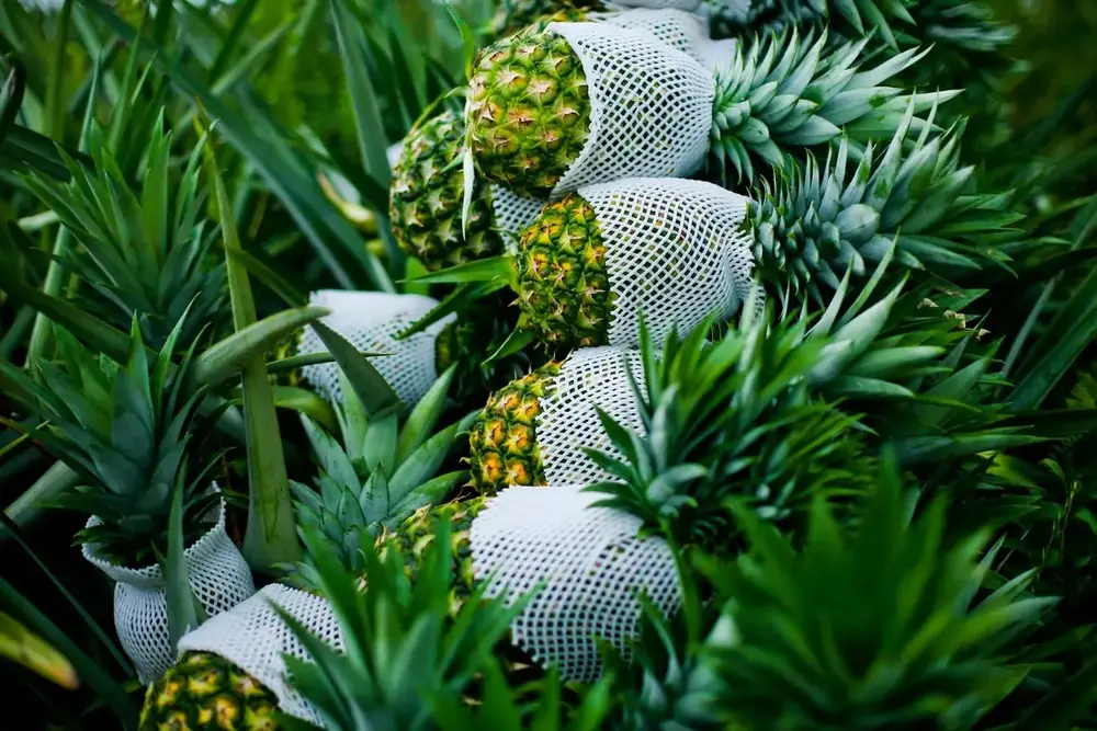 MD2 Pineapple: The Golden Variety Taking the World by Storm